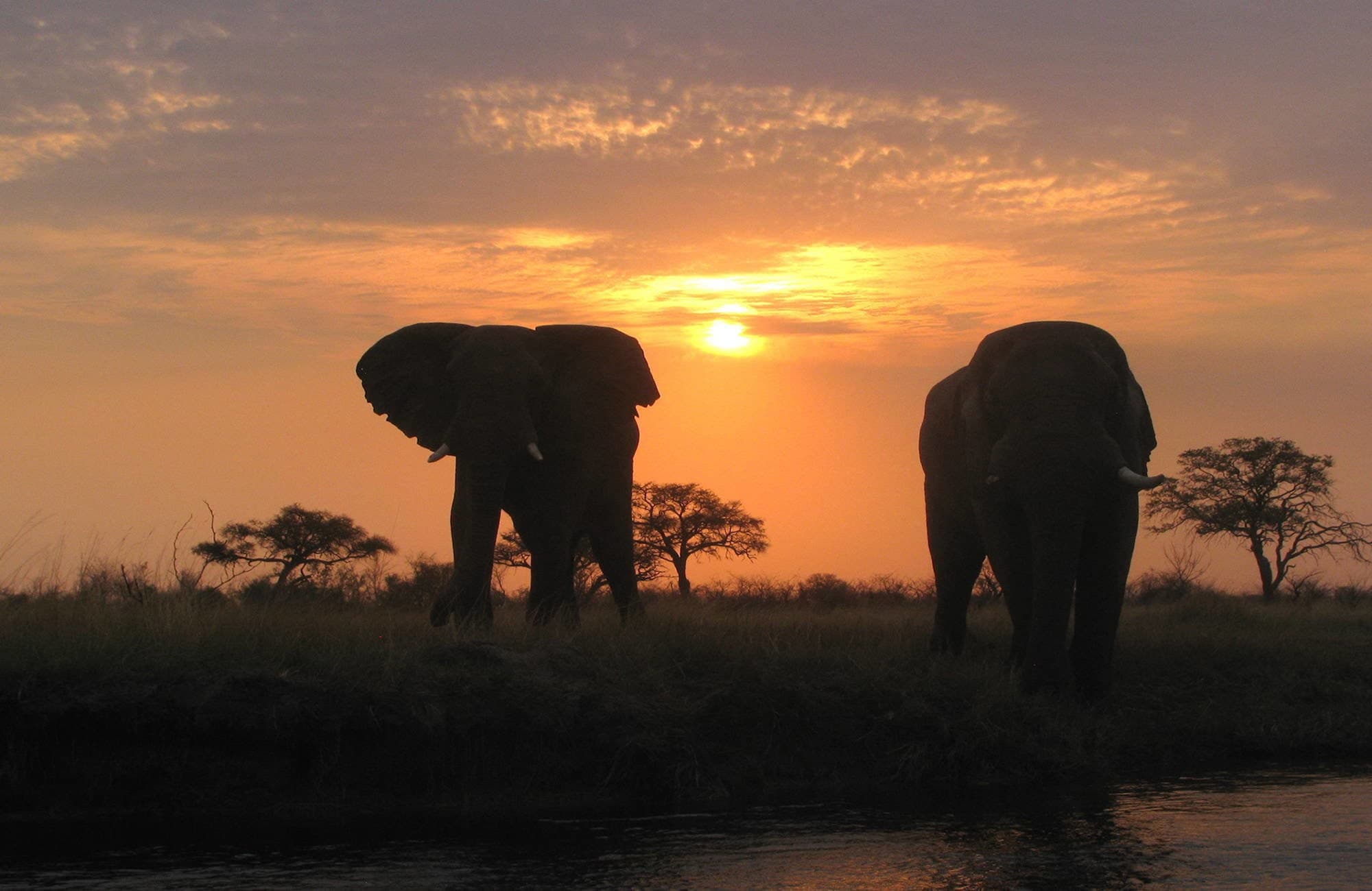 Elephants